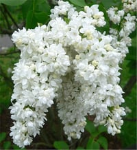 Syringa vulgaris Miss Ellen Willmott Leylak fidanı