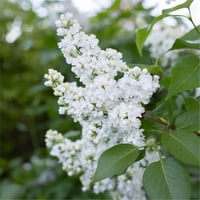 Syringa vulgaris Miss Ellen Willmott Leylak fidanı