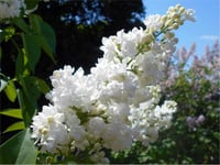 Syringa vulgaris Miss Ellen Willmott Leylak fidanı