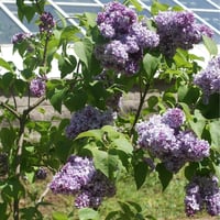 Syringa vulgaris Nadezhda Leylak Fidanı
