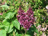 Syringa vulgaris Prince Wolkonsky Leylak Fidanı