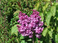 Syringa vulgaris Prince Wolkonsky Leylak Fidanı