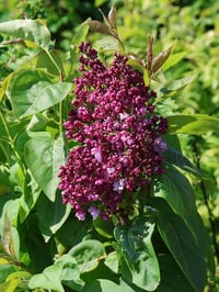 Syringa vulgaris Prince Wolkonsky Leylak Fidanı