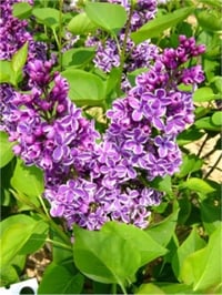 Syringa vulgaris sensation Ebruli Leylak