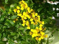 Tagetes lucida 'Estragon du Mexique' Meksika Tarhunu Fidesi