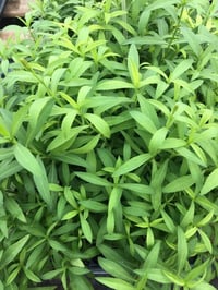 Tagetes lucida 'Estragon du Mexique' Meksika Tarhunu Fidesi