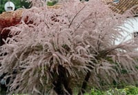 Tamarix africana Tetrandra Kış ılgın fidanı
