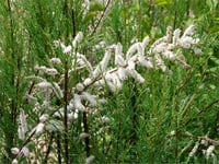 Tamarix ramosissima Hulsdonk white Beyaz Yaz ılgın fidanı