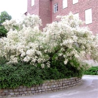 Tamarix ramosissima Hulsdonk white Beyaz Yaz ılgın fidanı
