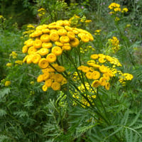 Tanacetum vulgare Solucan Otu fidesi