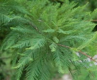 Taxodium distichum Amerikan Bataklık Servisi