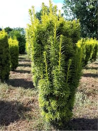 Taxus baccata David Porsuk fidanı