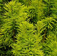 Taxus baccata David Porsuk fidanı