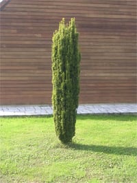 Taxus baccata Fastigiata aurea Altuni Sütun Porsuk fidanı