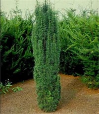 Taxus baccata Fastigiata robusta sütun porsuk