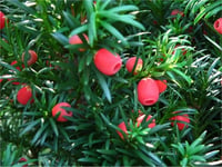 Taxus baccata Porsuk fidanı
