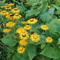 Telekia speciosa Andız Otu fidesi