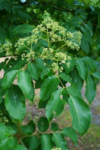 Tetradium daniellii