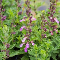 Teucrium chamaedrys Dalak Otu fidesi