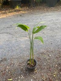 Thalia dealbata su kannası