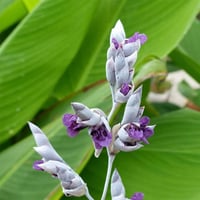 Thalia dealbata su kannası
