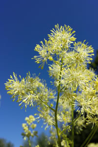 Thalictrum lucidum Parlak Çayır Sedefi fidesi