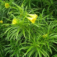 Thevetia peruviana Peru Zakkumu
