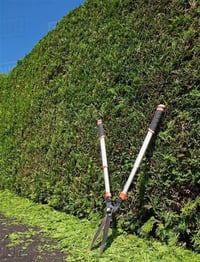 Thuja occidentalis Yeşil Çit Mazı fidanı