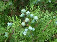 Thuja orientalis Piramit Mazı fidanı