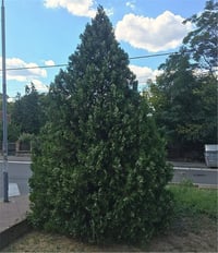 Thuja orientalis Piramit Mazı fidanı