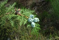 Thuja orientalis Yeşil Çit Mazı Fıdanı