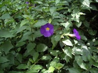 Thunbergia erecta mavi çiçekli tunbergia fidesi