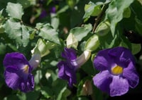 Thunbergia erecta mavi çiçekli tunbergia fidesi