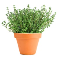 Thymus vulgaris compacta Dik Kekik fidesi