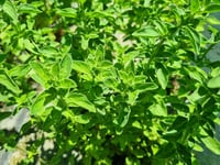 Thymus vulgaris İstanbul Kekiği