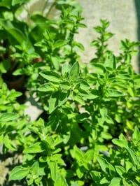 Thymus vulgaris İstanbul Kekiği