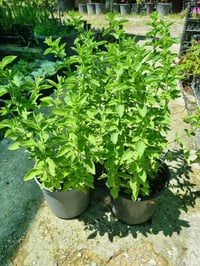 Thymus vulgaris İstanbul Kekiği