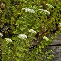 Thymus vulgaris İzmir Kekik fidesi