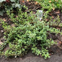 Thymus vulgaris Yayılıcı Kekik fidesi