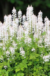 Tiarella Running Tiger