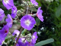 Tibouchina multiflora mor çiçekli tiboçina