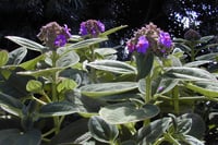 Tibouchina multiflora mor çiçekli tiboçina