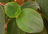 Tibouchina multiflora mor çiçekli tiboçina