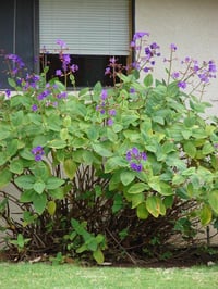 Tibouchina multiflora mor çiçekli tiboçina