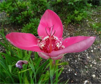 Tigridia pink / Kaplan çiçeğiMeksika Kabuk Çiçeği fidesi