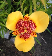 Tigridia yellow / Kaplan Çiçek Meksika Kabuk Çiçeği fidesi