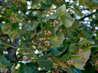 Tilia tomentosa argentea Gümüşi Ihlamur fidanı