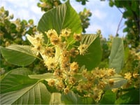 Tilia tomentosa argentea Gümüşi Ihlamur fidanı