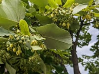 Tilia tomentosa argentea Gümüşi Ihlamur fidanı