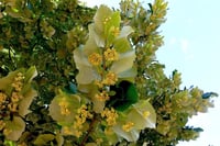 Tilia tomentosa argentea Gümüşi Ihlamur fidanı